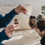 Guide To Choose The Best CBD Product For Your Dog