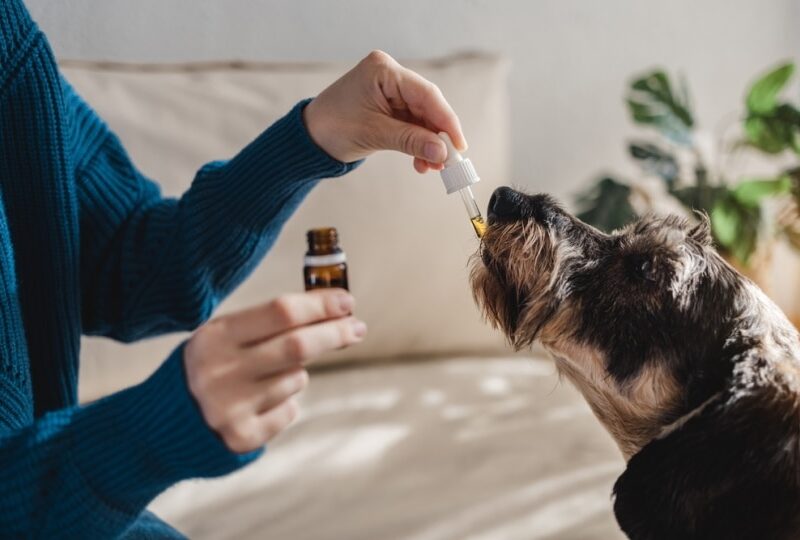 Guide To Choose The Best CBD Product For Your Dog