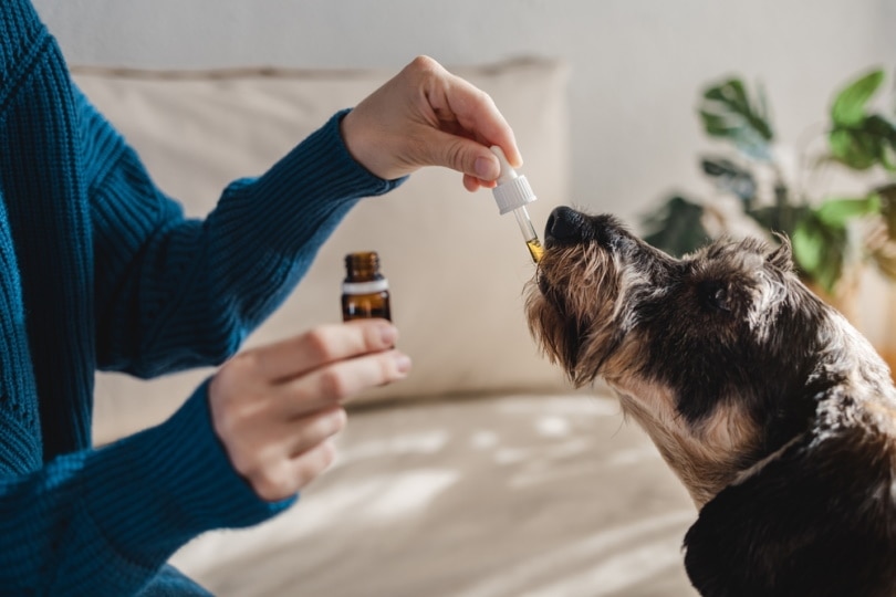 Guide To Choose The Best CBD Product For Your Dog